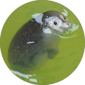 GooseSwim GooseSwim